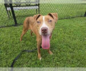 American Pit Bull Terrier-Unknown Mix Dogs for adoption in Millersville, MD, USA