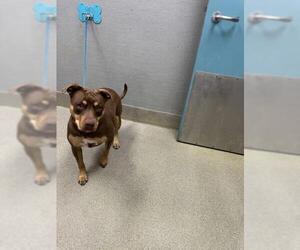 Mutt Dogs for adoption in Las Vegas, NV, USA