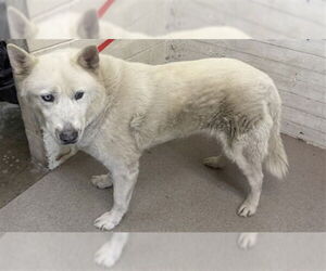 Siberian Husky Dogs for adoption in San Bernardino, CA, USA