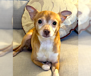 Chihuahua-Unknown Mix Dogs for adoption in Plainfield, IL, USA