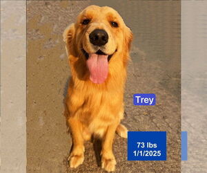 Golden Retriever Dogs for adoption in West Hollywood, CA, USA