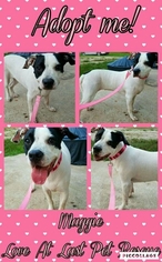 American Staffordshire Terrier-Unknown Mix Dogs for adoption in Katy, TX, USA