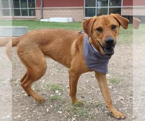 Labrador Retriever-Unknown Mix Dogs for adoption in San Antonio, TX, USA