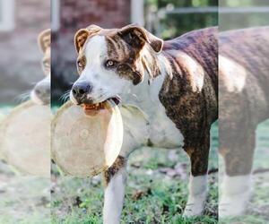 American Bulldog Dogs for adoption in Tallahassee, FL, USA