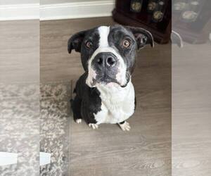 Boxer-Unknown Mix Dogs for adoption in Dumont, NJ, USA