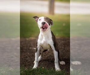 American Pit Bull Terrier-Unknown Mix Dogs for adoption in Belleville, IL, USA