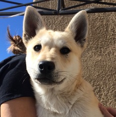Medium Photo #1 Alaskan Husky-Unknown Mix Puppy For Sale in Albuquerque, NM, USA