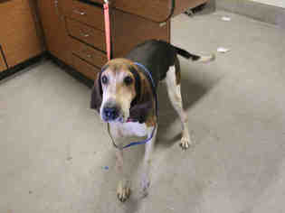 Treeing Walker Coonhound Dogs for adoption in Modesto, CA, USA