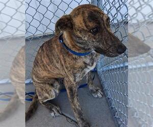 American Pit Bull Terrier-German Shepherd Dog Mix Dogs for adoption in Bakersfield, CA, USA
