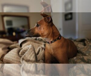 American Staffordshire Terrier-Black Mouth Cur Mix Dogs for adoption in Spring, TX, USA