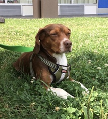 Beagle Dogs for adoption in Delaplane, VA, USA
