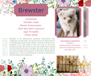 Pomeranian Dogs for adoption in Rancho Cordova, CA, USA