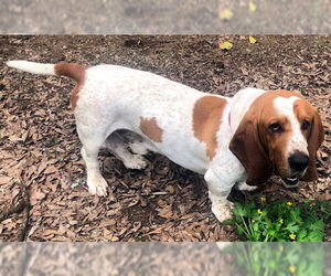 Basset Hound Dogs for adoption in Deepwater, NJ, USA