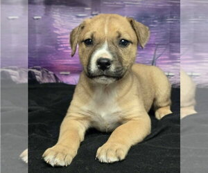 German Shepherd Dog-Unknown Mix Dogs for adoption in Lakewood, CO, USA