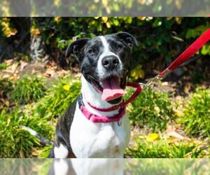 American Pit Bull Terrier-Staffordshire Bull Terrier Mix Dogs for adoption in San Bernardino , CA, USA