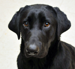 Labrador Retriever Dogs for adoption in Madison, IN, USA