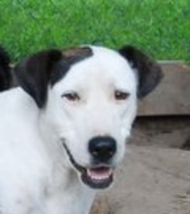 American Bulldog-Labrador Retriever Mix Dogs for adoption in Yardley, PA, USA