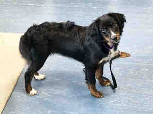 View Ad: Bernese Mountain Dog-Cavalier King Charles Spaniel Mix Dog for