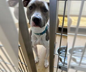 American Pit Bull Terrier Dogs for adoption in Derwood, MD, USA