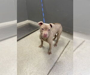 Staffordshire Bull Terrier-Unknown Mix Dogs for adoption in Tallahassee, FL, USA