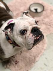 Bulldog Dogs for adoption in Waterford, VA, USA