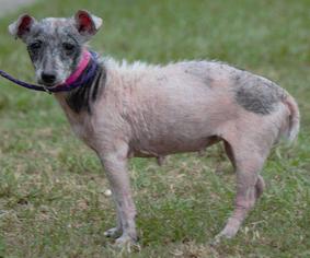 Medium Photo #1 Rat Terrier Puppy For Sale in Columbus, GA, USA