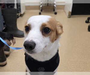 Border Collie-Unknown Mix Dogs for adoption in San Clemente, CA, USA