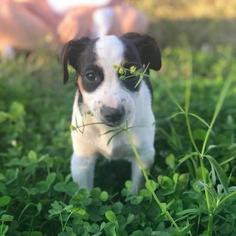 Rat Terrier Dogs for adoption in Helena, AL, USA