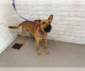 German Shepherd Dog-Unknown Mix Dogs for adoption in San Bernardino, CA, USA