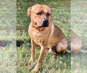 Medium Photo #1 American Pit Bull Terrier Puppy For Sale in Charlotte, NC, USA