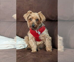 Mutt Dogs for adoption in Lakewood, CO, USA