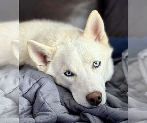 - Mix Dogs for adoption in Boonton, NJ, USA