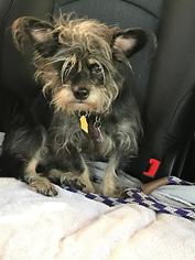 Mutt Dogs for adoption in Dallas, TX, USA