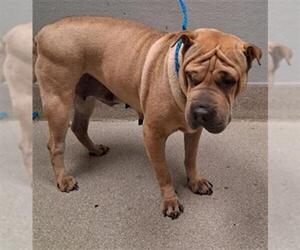Chinese Shar-Pei-Unknown Mix Dogs for adoption in Las Vegas, NV, USA