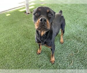 Rottweiler Dogs for adoption in Corona, CA, USA