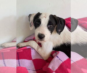 Mutt Dogs for adoption in Plainfield, IL, USA