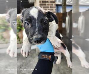 Mutt Dogs for adoption in San Antonio, TX, USA