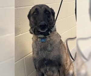 Mutt Dogs for adoption in Salinas, CA, USA