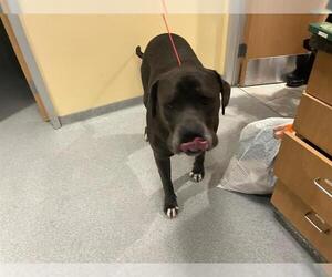 Mastiff Dogs for adoption in Orange, CA, USA