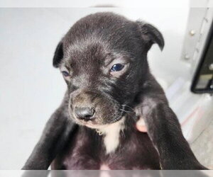 Staffordshire Bull Terrier-Unknown Mix Dogs for adoption in Houston, TX, USA