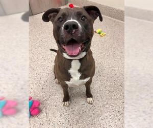 American Pit Bull Terrier-Golden Retriever Mix Dogs for adoption in Brighton, CO, USA