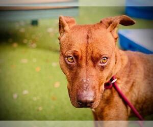 Redbone Coonhound-Unknown Mix Dogs for adoption in Orlando, FL, USA