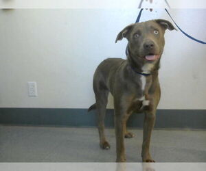 American Pit Bull Terrier-Weimaraner Mix Dogs for adoption in Big Bear City, CA, USA