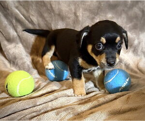 Rat Terrier-Unknown Mix Dogs for adoption in Holly Springs, NC, USA