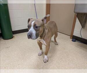 American Pit Bull Terrier Dogs for adoption in Springfield, MA, USA