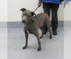 American Pit Bull Terrier-Unknown Mix Dogs for adoption in Louisville, KY, USA