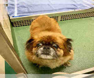 Peke-A-Poo Dogs for adoption in Plano, TX, USA