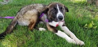 Border Collie Dogs for adoption in Fargo, ND, USA