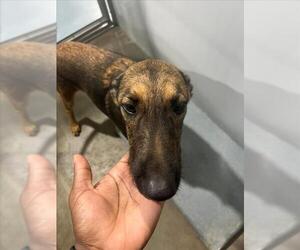 Unknown-Whippet Mix Dogs for adoption in Mobile, AL, USA