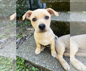 Chiweenie Dogs for adoption in Milwaukie, OR, USA